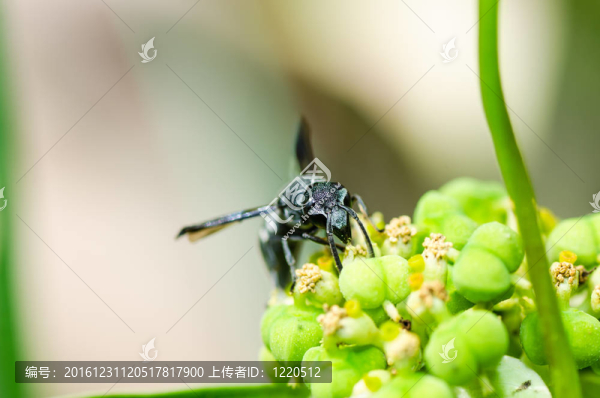 綠色或花園中的黃蜂