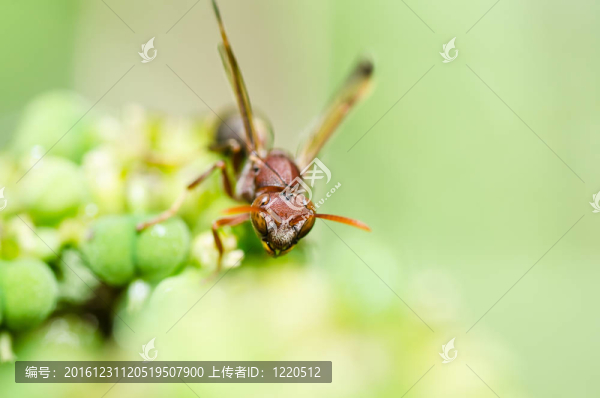 綠色或花園中的黃蜂