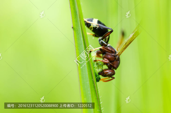 綠色或花園中的黃蜂