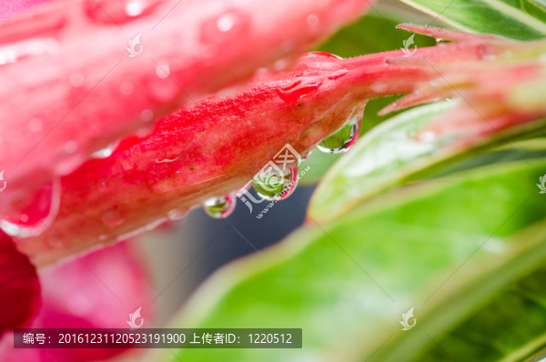 綠色淡水