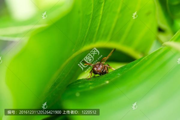 綠色或花園中的黃蜂
