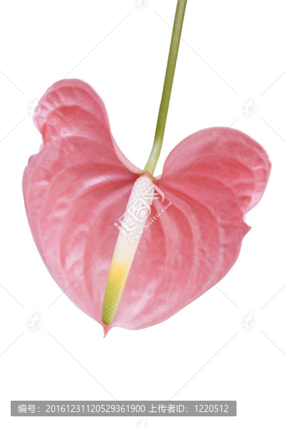 火鶴花火鶴花
