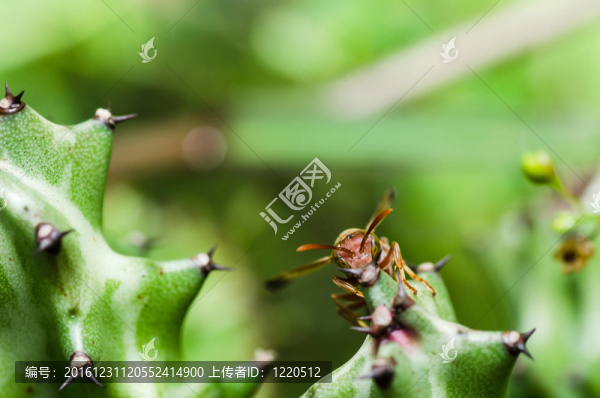 綠色或花園中的黃蜂和仙人掌
