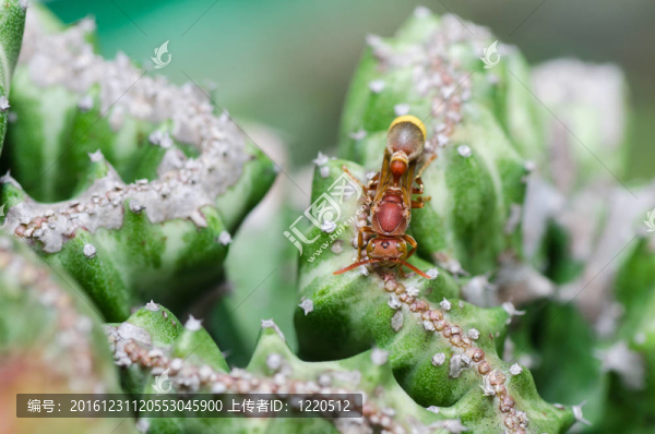 綠色或花園中的黃蜂和仙人掌