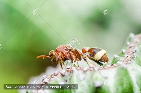 綠色或花園中的黃蜂和仙人掌