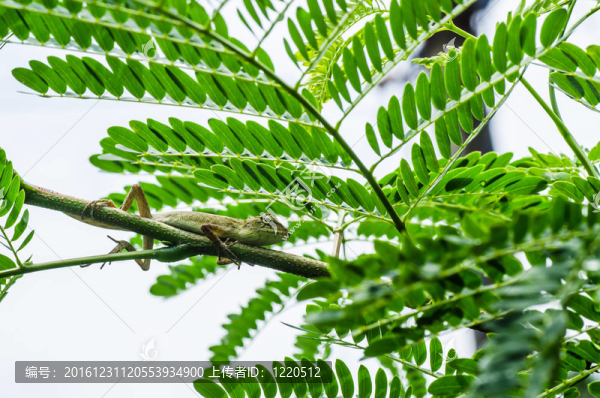 綠色的樹(shù)上的蜥蜴