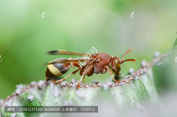 綠色或花園中的黃蜂和仙人掌