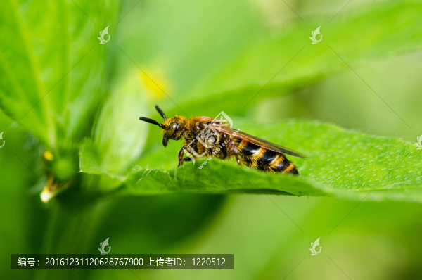 綠色或花園中的黃蜂