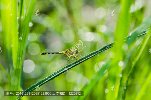 蜻蜓與陽光花園