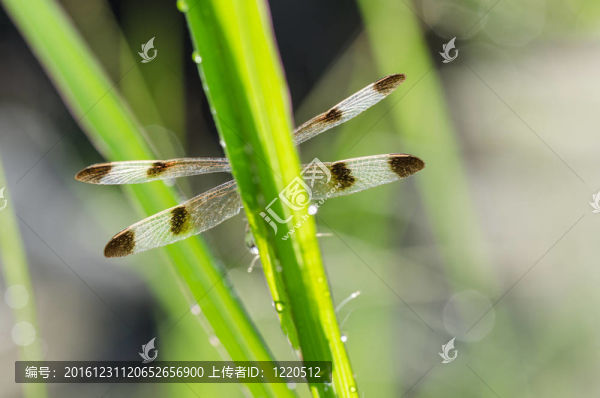 蜻蜓與陽光花園
