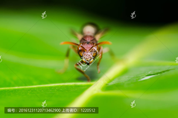 綠色或花園中的黃蜂