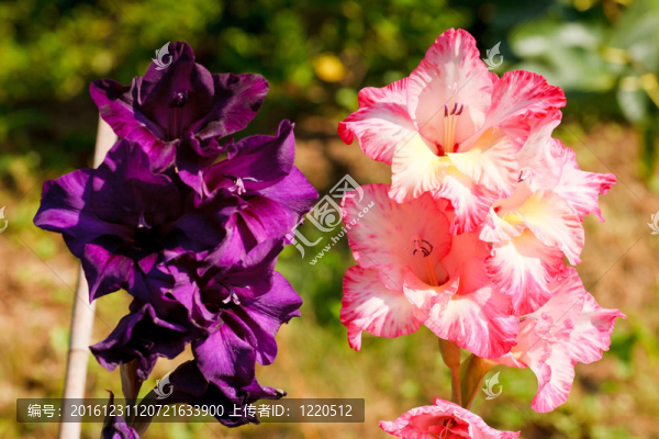 花
