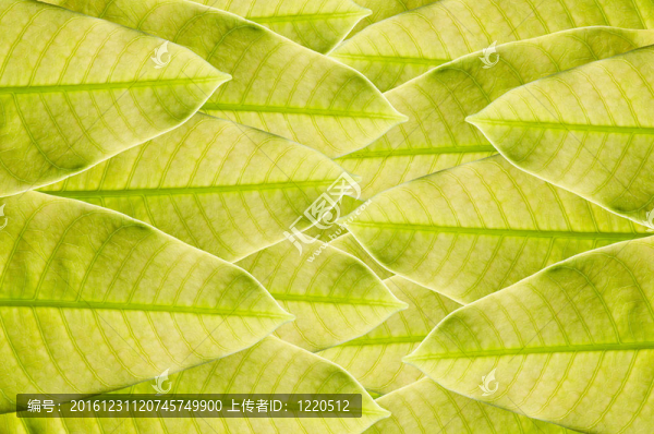 綠葉背景