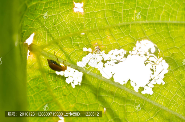 紅甲蟲吃樹葉和陽(yáng)光