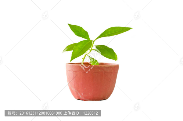 盆栽孤樹