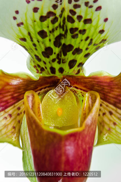 靠近蘭（Paphiopedilum,Maudiae）