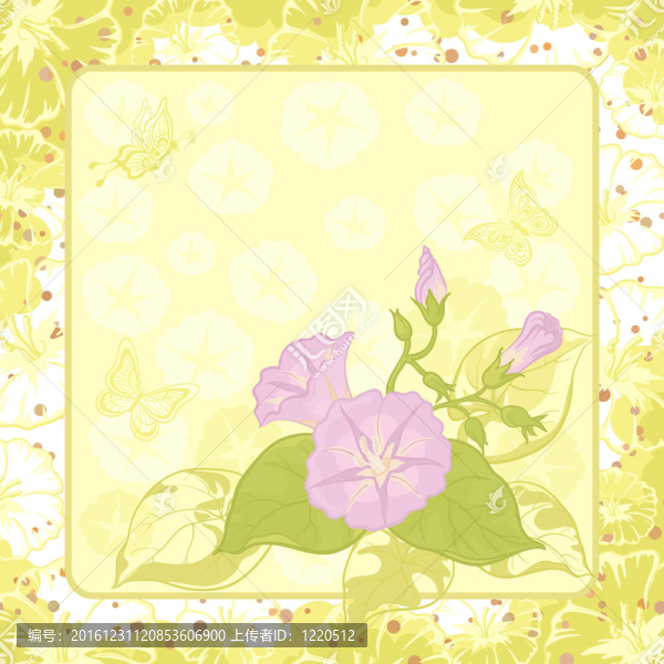 花的背景；Ipomoea