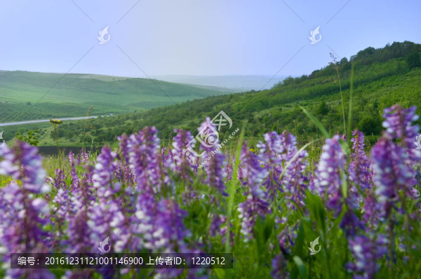 美麗的鄉(xiāng)村景觀