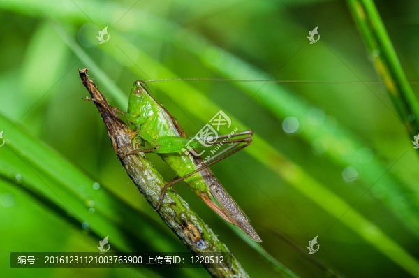 綠色蚱蜢