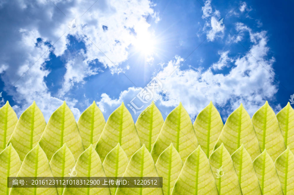 綠葉和藍天