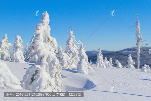 冰雪覆蓋的高山和樹木
