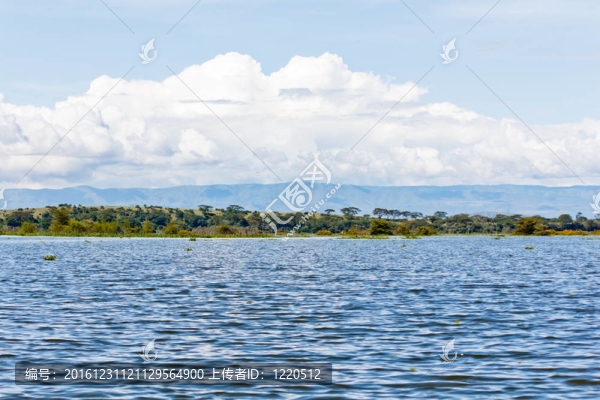 奈瓦沙湖