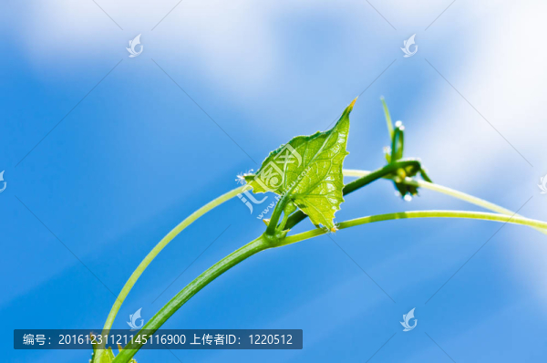 綠葉和藍(lán)天