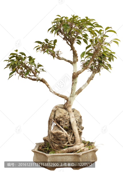 盆栽盆栽