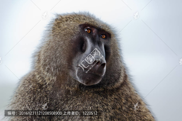 Baboon在肯尼亞