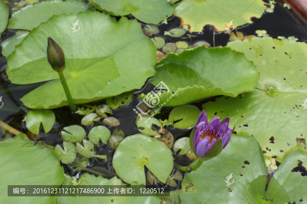 兩紫蓮花