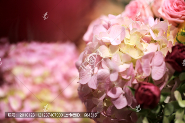 繡球花