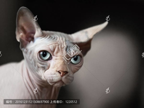 貓的動物