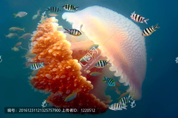 馬賽克水母