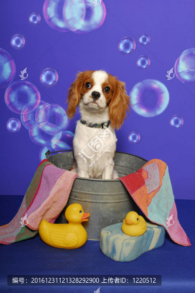 在一個(gè)浴缸，Charles,Spaniel國(guó)王