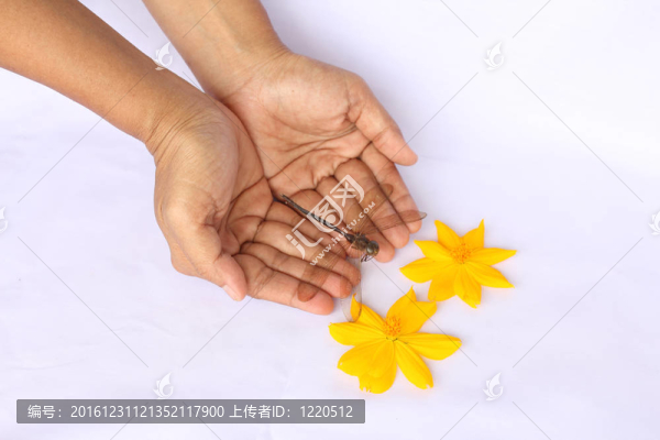 死蜻蜓在手