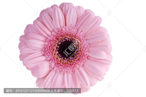 粉色非洲菊特寫