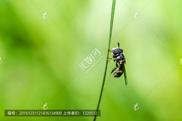 水果文件或花卉文件在綠色的宏觀性質(zhì)