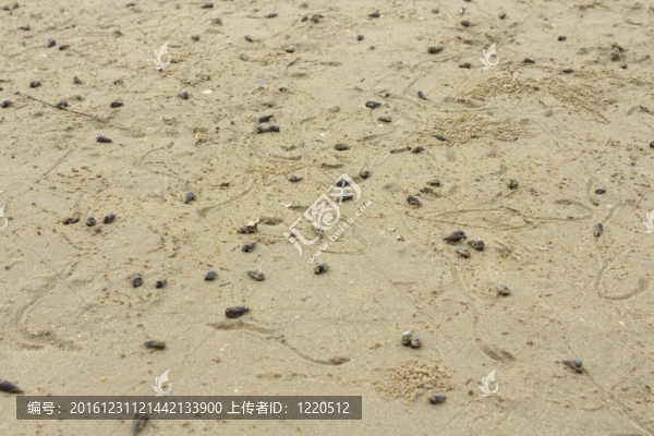 陸寄居蟹