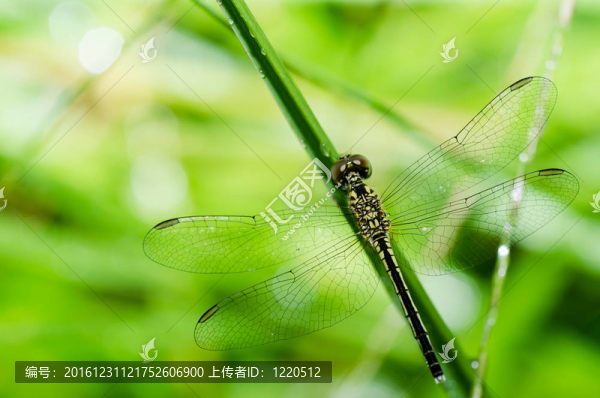 蜻蜓宏園