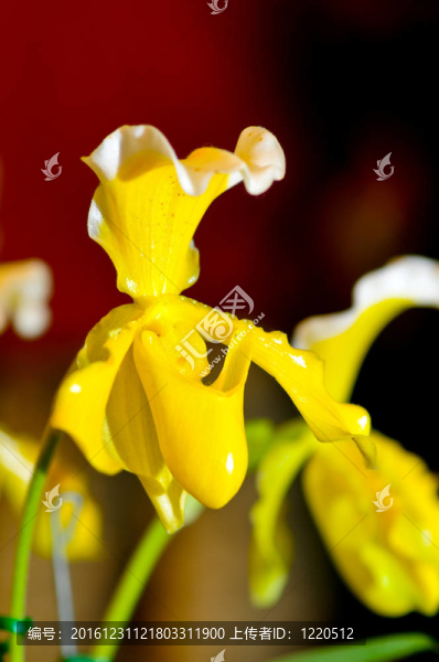 蘭花
