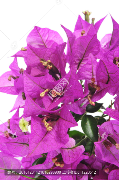 三角梅的花