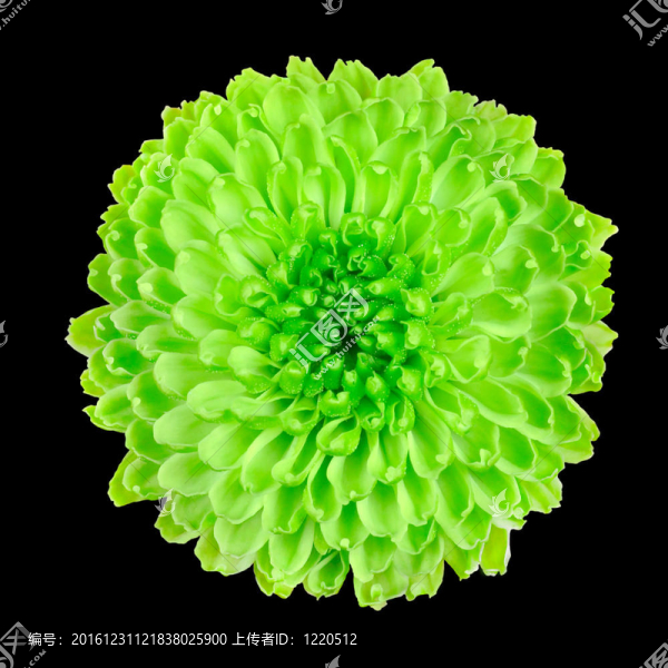 酸橙綠菊花