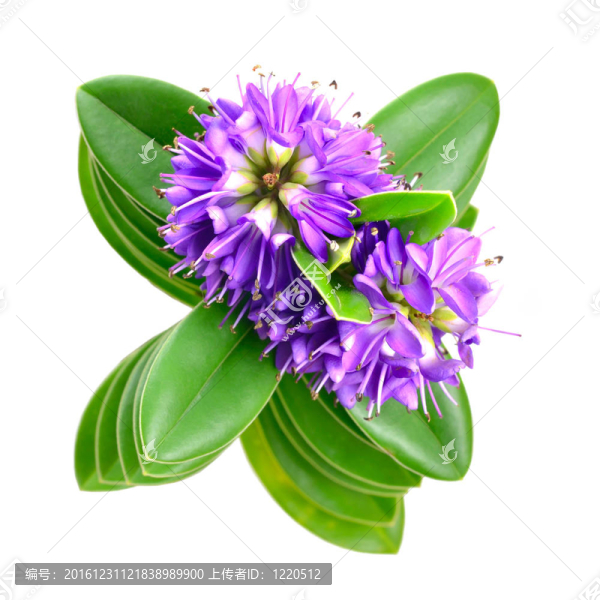 稻花屬灌木，花白色隔離鐵銹