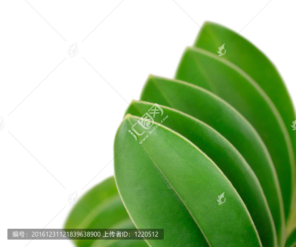 綠葉的級聯(lián)