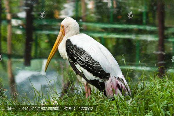 鳥(niǎo)