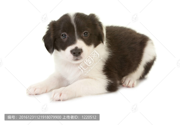在古代牧羊犬