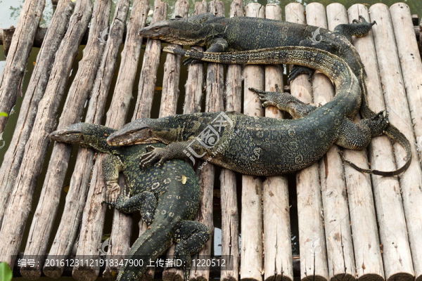 水巨蜥（Varanus,salvator
