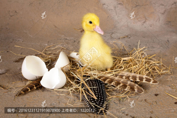 小鴨子