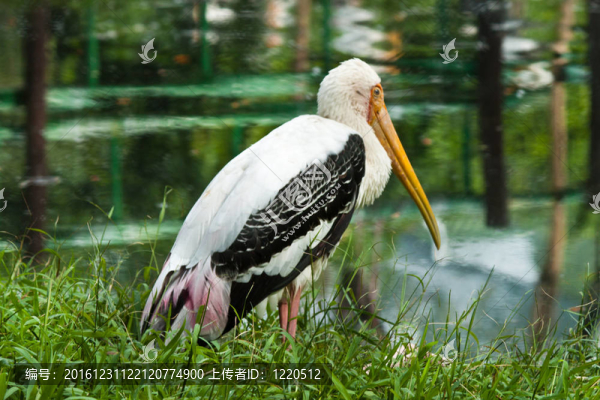 鳥
