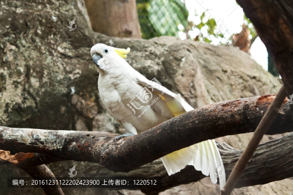 五彩的鸚鵡